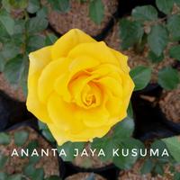 Gambar Paket Bunga mawar | 1 paket isi 5 bunga mawar (warna Random) | dari Ananta Jaya Kusuma undefined 5 Tokopedia
