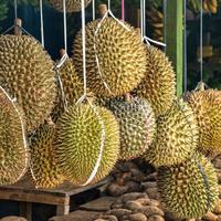 Gambar PUPUK Durian Terbaik, Booster Buah Durian Musang King Cair Cepat Buah dari Distributorpupukorganik undefined 4 Tokopedia