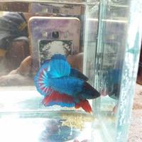 Gambar ikan cupang besgelan/celo dari BettaLocalOfficial undefined 3 Tokopedia