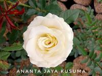 Gambar Paket Bunga mawar | 1 paket isi 5 bunga mawar (warna Random) | dari Ananta Jaya Kusuma undefined 2 Tokopedia
