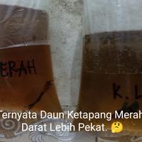 Gambar Teh Celup Bubuk Daun Ketapang Ikan Cupang - 50gram dari Herb'trim undefined 3 Tokopedia