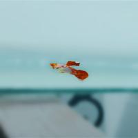 Gambar Guppy Albino Koi // Guppy // Guppy KOI - Sorted Alb. Koi dari SemilirGuppy undefined 3 Tokopedia
