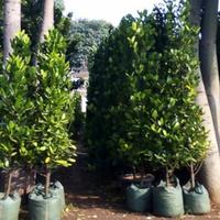 Gambar Tanaman Garcinia Cambogia Fukugi atau Happines Tree tinggi 1 meter - tinggi 20-40cm dari tanaman hias ibu yully undefined 2 Tokopedia