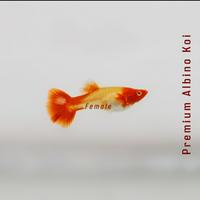 Gambar Guppy Albino Koi // Guppy // Guppy KOI - Sorted Alb. Koi dari SemilirGuppy undefined 2 Tokopedia