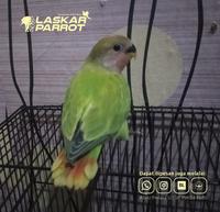 Gambar Burung Jinak Love Bird Non Klep Skill Freefly dari laskarparrot undefined 1 Tokopedia