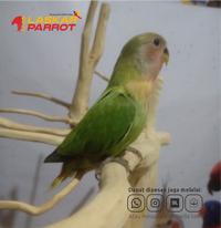Gambar Burung Jinak Love Bird Non Klep Skill Freefly dari laskarparrot undefined 2 Tokopedia