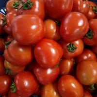 Gambar Tomat Merah Segar 500g - 1Kg | Fresh Red Tomato 500g - 1Kg dari Toko DFF undefined 1 Tokopedia