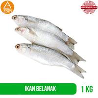Gambar Ikan Belanak 1 kg Ikan Laut Segar Seafood Garansi Termurah dari LAPAKABDICOM undefined 1 Tokopedia