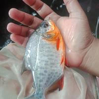 Gambar ikan bawal air tawar hidup sekilo isi 8-9 dari HappyshoppingOlshop undefined 1 Tokopedia