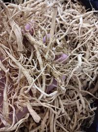 Gambar Akar Ginseng Premium /Yang Shen Xu /Yio Som Chiu 10 gram dari Yuan shun undefined 3 Tokopedia
