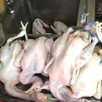 Gambar AYAM PITIK COCOK UNTUK TIM MAUPUN GORENG BERSIH -+400GRAM - Potong 4 dari Toko ayam pak beni undefined 3 Tokopedia