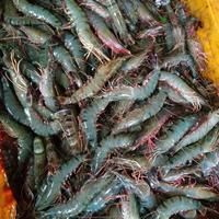 Gambar Udang Pancet Jumbo Segar 1 Kg (Uk 25-29) dari Pangan Daily undefined 3 Tokopedia
