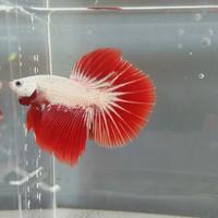 Gambar Cupang HMPK Red Dragon dari Bettaqi undefined 2 Tokopedia