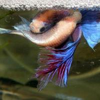 Gambar ikan cupang halfmoon sepasang breed dari Zahida Zahira Shopp undefined 1 Tokopedia