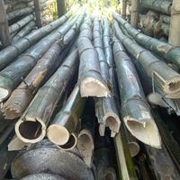 Gambar Bambu Ori 4m dari Kartika Bamboo Sidoarjo undefined 3 Tokopedia