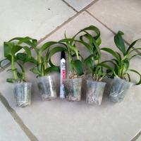Gambar dendrobium king dragon dari haikal_orchid undefined 4 Tokopedia