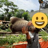 Gambar indukan gurame paket dari waroeng gurame rame undefined 1 Tokopedia