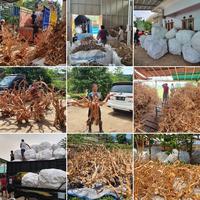 Gambar Kayu santigi bonggol/ranting size M dari Syahrulwoods undefined 4 Tokopedia