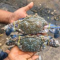 Gambar Kepiting Rajungan dari SMART Fish undefined 2 Tokopedia