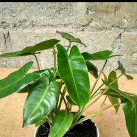 Gambar tanaman hias Philo brekele-brekelle burlemak dari mianaAllshop undefined 1 Tokopedia