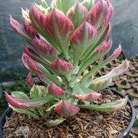 Gambar monadenium lugardiae dari sukulen,kaktusmu undefined 4 Tokopedia
