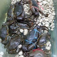 Gambar kepiting hidup dari SMART Fish undefined 1 Tokopedia