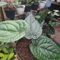 Gambar anthurium sirih daun besar dari floranta undefined 4 Tokopedia