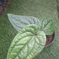 Gambar anthurium sirih daun besar dari floranta undefined 2 Tokopedia