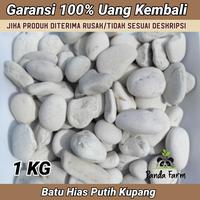 Gambar Batu Alam Koral Tabur Kerikil Hias Putih Kupang - 1 KG dari Panda Farm Indonesia undefined 1 Tokopedia