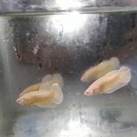 Gambar Ikan cupang soft gold dari Joeylin_Store undefined 4 Tokopedia