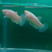 Gambar Ikan cupang soft gold dari Joeylin_Store undefined 2 Tokopedia
