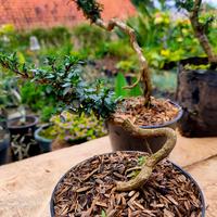 Gambar Bonsai mini hingkip micro lekuk samping dari Tanamanhias.Obyor undefined 2 Tokopedia