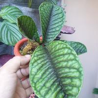 Gambar labisia borneo sp dari Yod Parrot undefined 2 Tokopedia