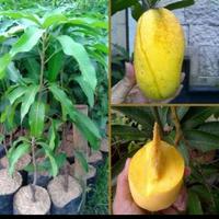 Gambar bibit mangga chokanan super unggul dari Nursery bibit undefined 2 Tokopedia