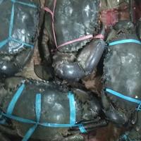 Gambar kepiting hidup dari SMART Fish undefined 2 Tokopedia