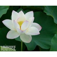 Gambar BIJI BIBIT BENIH LOTUS TERATAI PUTIH dari Mini House Seed undefined 1 Tokopedia