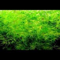 Gambar Najas guadalupensis "guppy grass" dari semarangaquatic undefined 3 Tokopedia