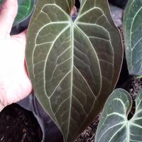 Gambar anthurium norte dari Okanoka.indonesia undefined 2 Tokopedia