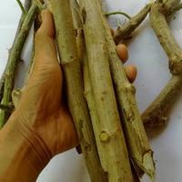 Gambar Bibit tanaman herbal daun insulin - kipahit dari UNISTORE165 undefined 2 Tokopedia