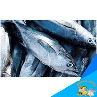 Gambar Ikan tuna Segar Fresh dari Midafa Shop undefined 1 Tokopedia