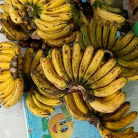 Gambar Pisang Barangan Medan Super Persisir - JonsMart Buah Manis dari JonsMart10 undefined 3 Tokopedia