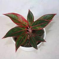 Gambar aglonema siam aurora dari adibaplants undefined 2 Tokopedia