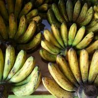 Gambar Pisang Barangan Medan Super Persisir - JonsMart Buah Manis dari JonsMart10 undefined 2 Tokopedia