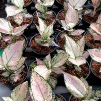 Gambar Aglonema Pink Yulia Remaja dari Fitri Bariel Nursery undefined 2 Tokopedia