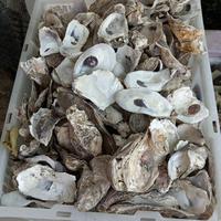 Gambar kulit kerang oyster/oyster shell media filter 10kg dari ks koi undefined 1 Tokopedia