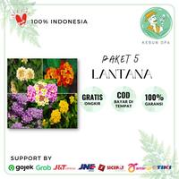 Gambar Paket 5 Tanaman Bunga Lantana 5 Macam Warna dari Kebun Opa undefined 1 Tokopedia