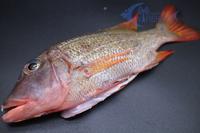 Gambar Ikan Ketambak / Jangki Utuh Bersih - Emperor Snapper WGGS 200-400gr dari Wi Fishery Seafood undefined 2 Tokopedia