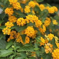 Gambar Paket 5 Tanaman Bunga Lantana 5 Macam Warna dari Kebun Opa undefined 2 Tokopedia