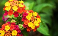 Gambar Paket 5 Tanaman Bunga Lantana 5 Macam Warna dari Kebun Opa undefined 3 Tokopedia
