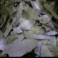 Gambar Daun Sirsak/Daun Nangka Belanda 500 gr dari Watythaitea undefined 1 Tokopedia
